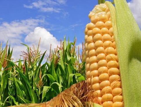 玉米收儲改革把農民推向市場，什么玉米價格會漲？ 