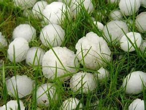 冰雹肆虐致多地作物絕收，急救措施可知曉？