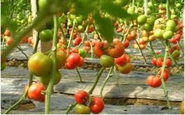 西紅柿根腫病的病害癥狀、發生規律及防治措施