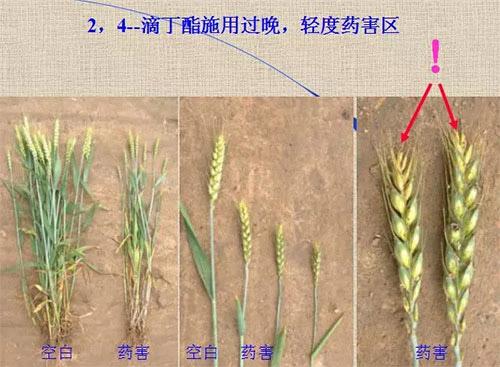 除草劑無時不刻發(fā)生變化，激素類除草劑未來還會在農(nóng)業(yè)舞臺上繼續(xù)發(fā)揮更大作用
