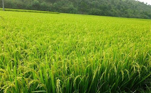 降溫需注意：稻田灌水，保灌漿防青枯